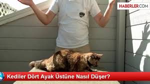 Kediler Dort Ayak Ustune Nasil Duser Dailymotion Video