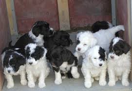 Portuguese Water Dog