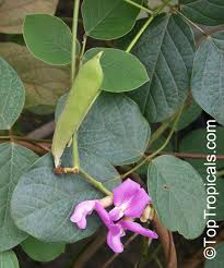 Image result for Canavalia africana