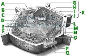 Who made the first animal cell model and when, where, how. Plant Cell Crossword With Diagram Printable Distance Learning Options