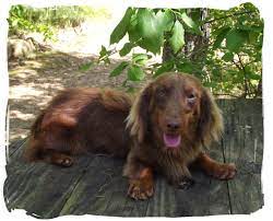 We did not find results for: Mini Dachshund Puppies For Sale In Alabama Akc Smooth Long Coat Dachshund Puppies For Sale Dachshund Puppies Usa Dog