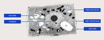 Check spelling or type a new query. 3 3 Lesson Cells Under The Microscope Stile