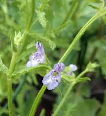 Image result for Salvia stenophylla