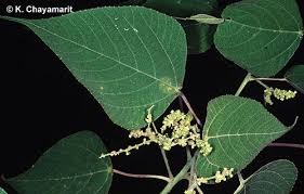 Image result for Alchornea occidentalis