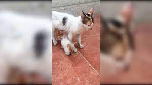 Mother Cat Kills Her Kitten Omg Cats Mother Cat Cute Kitten Gif
