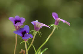 Image result for Monopsis