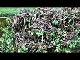 (to immediately answer the snake island ( ilha de quimada grande ) is one of the most exciting, dangerous, and beautiful places. à¤‡à¤¸ Island à¤¸ à¤¦ à¤° à¤°à¤¹ Most Dangerous Snake Island On The Planet Deadliest Brazil Island Snakes Youtube