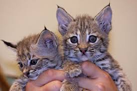 Follow these quick steps to start selling your exotic cars on our platform today! Buy Bobcat Kittens Online Exotic Pets For Sale Parrots For Sale Exotic Cats For Sale Bengal Kittens For Sale
