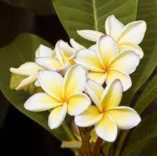 Favorite Smell In The Whole World Plumeria Flowers Smelling Flowers Flowers