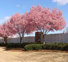 The classical flowers of the okame flowering cherry tree begin blooming in february, and open as single pink petals, and continue to show their color until late in the fall. Okame Cherry Tree Flowering Cherry Tree Flowering Trees Fast Growing Trees