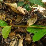 Image result for Landolphia violacea