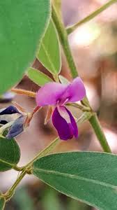 Image result for Crotalaria polysperma