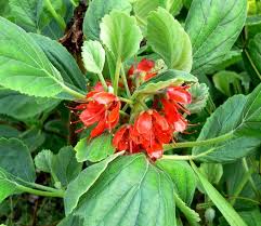 Image result for Greyia