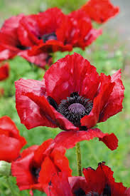 Pin On Summer Flowers