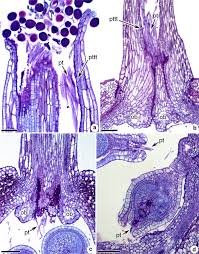 Image result for Mayaca baumii