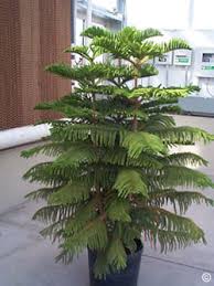 What is the best fertilizer for norfolk pine? 1321 Norfolk Island Pine Planttalk Colorado