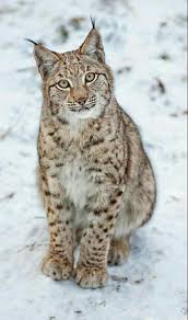 Pin On Big Cats