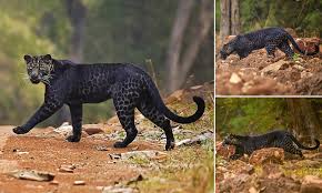 Get the latest black leopards news, scores, stats, standings, rumors, and more from espn. Rare Black Leopard Is Spotted Crossing The Road While Hunting Deer In Indian National Park Daily Mail Online