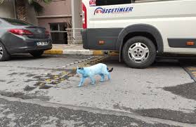 Istanbul Da Mavi Kedi Saskinligi Sagliklarini Etkiliyor