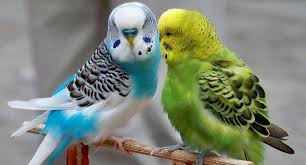 Budgerigars Everything You Need To Know About This Little Bird Best Pet Birds Budgies Funny Parrots