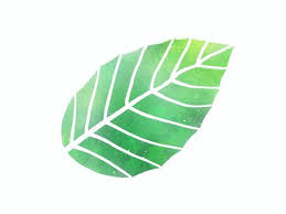 ブナの葉イラスト 無料イラストなら イラストac