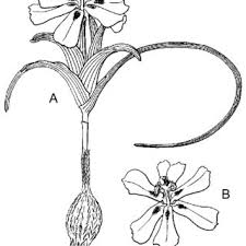 Image result for Moraea elliotii
