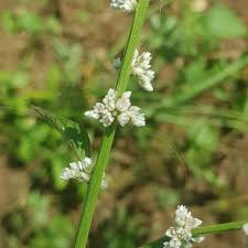 Image result for Celosia trigyna