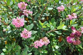 Image result for Escallonia