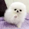 Our goal is to spread the word about adopting instead of shopping for your next dog or cat. Https Encrypted Tbn0 Gstatic Com Images Q Tbn And9gcsokvhm3ibatxzxaasa47bhitbhwmfon0eymff0ks4kbtwr3cgd Usqp Cau