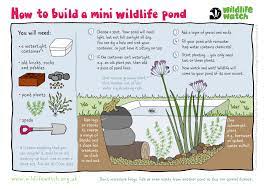 How To Create A Mini Pond | The Wildlife Trusts