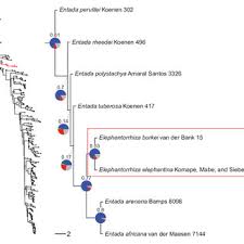 Image result for Entada mossambicensis