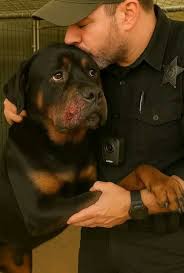 Rottweiler pup rescued and finds love