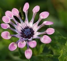 Image result for Osteospermum barberiae