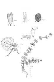 Image result for Drymaria