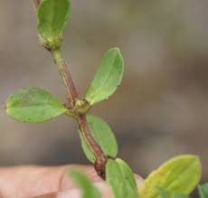 Image result for Spermacoce kirkii