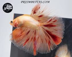 Betta fish | bruce wyma on we heart it. Dalmatian Halfmoon Male Prism Bettas In 2020 Dalmatian Betta Fish Betta