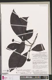 Image result for Psychotria peduncularis