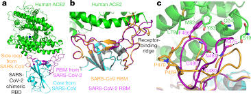 Within a few months, sars spread worldwide, carried by unsuspecting. Structural Basis Of Receptor Recognition By Sars Cov 2 Nature