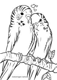Malvorlage Wellensittiche Vogel Kostenlose Ausmalbilder