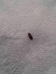We did not find results for: Natureplus Tiny Black Bugs Around The House