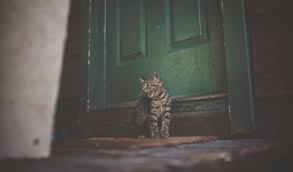This cat door makes a loud repetitive annoying click everytime the button depresses or comes back up that blocks the cat flap from moving. 16 Best Cat Door Reviews 2021 Buyers Guide Animal Corner