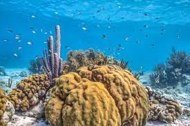 It is possible to travel to the netherlands and other countries from bonaire, but you should realize that you are traveling to an area with a high number of infections. Bonaire Tipps Der Inselguide Fur Eure Nachste Karibikreise