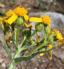 Image result for Senecio latifolius