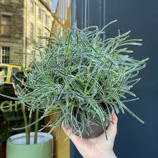 Image result for Ficinia