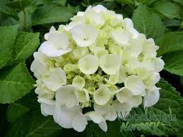 Hydrangea Macrophylla Agnes Pavelli Hydrangea Macrophylla Hydrangea Varieties Hydrangea