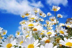 These wallpapers belong to different genres and have been gathered from at droidviews, we already have a whopping collection of thousands of wallpapers for android devices, yet we never miss a single opportunity to. 23 Best Free Spring Backgrounds And Wallpapers