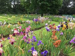 Concours Franciris 2017 Votez Pour Votre Iris Prefere Paris Cote Jardin Parc Floral Jardins Architecte Paysagiste