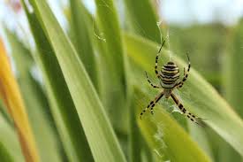 Ihre beine sind hellbraun und schwarz gestreift Wespenspinne Photos Royalty Free Images Graphics Vectors Videos Adobe Stock