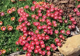 Image result for Delosperma spp.