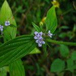 Image result for Spermacoce ruelliae